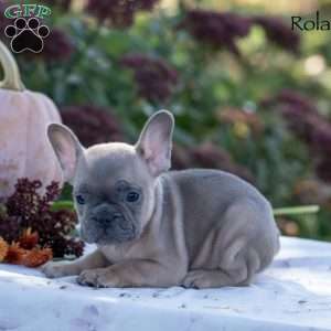 Roland, French Bulldog Puppy