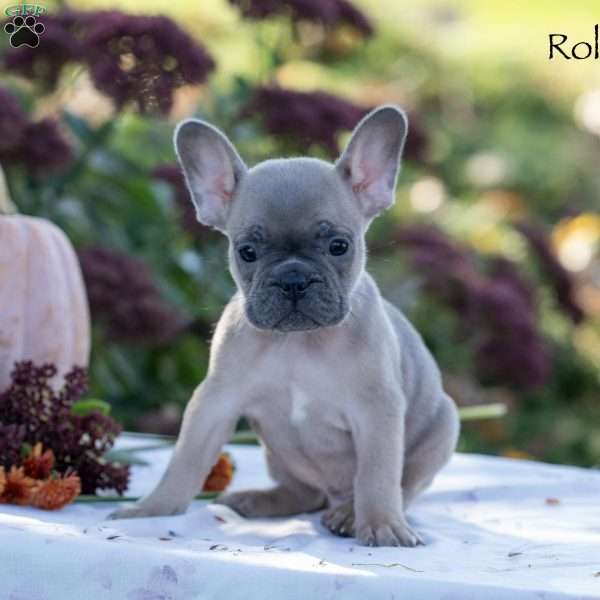 Roland, French Bulldog Puppy