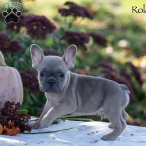 Roland, French Bulldog Puppy