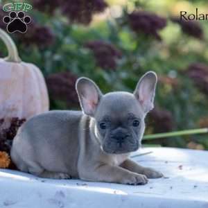 Roland, French Bulldog Puppy