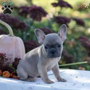 Roland, French Bulldog Puppy
