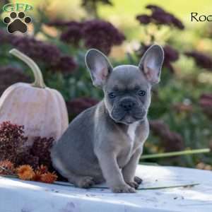 Rocky, French Bulldog Puppy