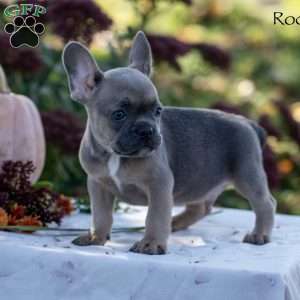 Rocky, French Bulldog Puppy