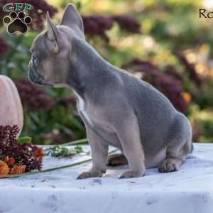 Rocky, French Bulldog Puppy