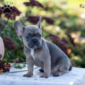 Rocky, French Bulldog Puppy