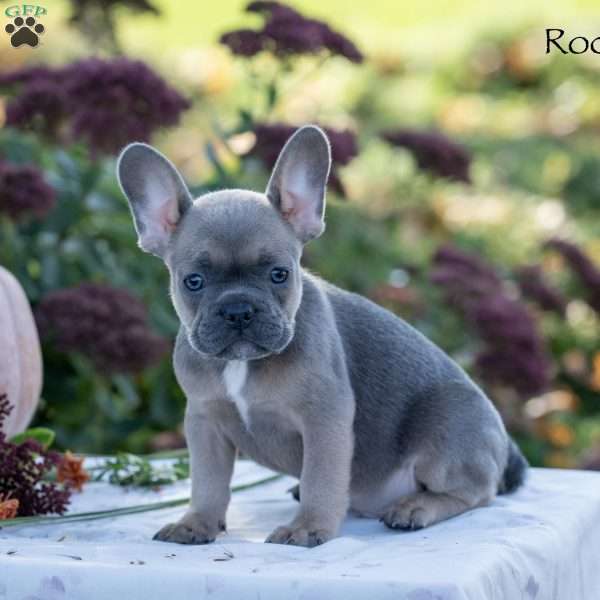 Rocky, French Bulldog Puppy