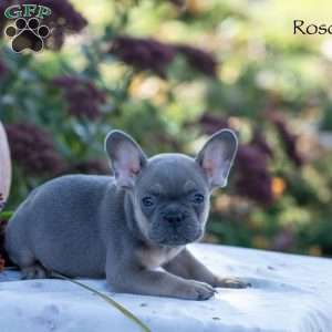 Rosco, French Bulldog Puppy