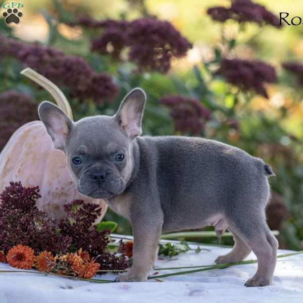 Rosco, French Bulldog Puppy
