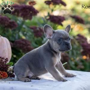 Rosco, French Bulldog Puppy