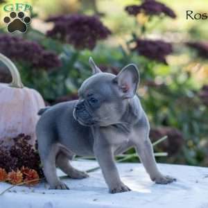 Rosco, French Bulldog Puppy