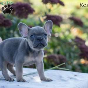 Rosco, French Bulldog Puppy