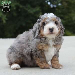 Tyler, Mini Bernedoodle Puppy