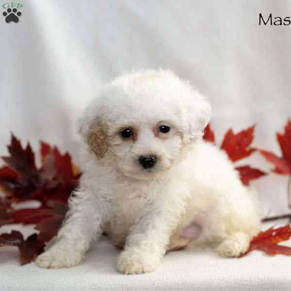 Mason, Miniature Poodle Puppy
