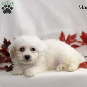 Mason, Miniature Poodle Puppy