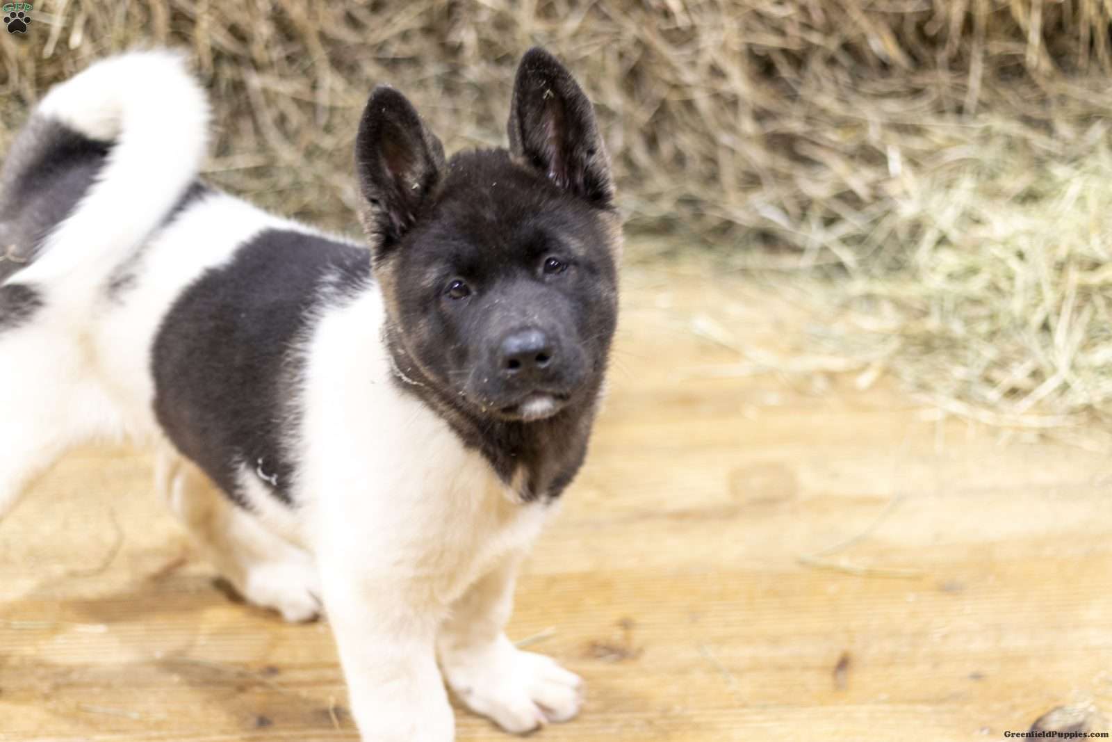 Marshall (Akita, Male) in Oxford, PA