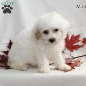 Mason, Miniature Poodle Puppy