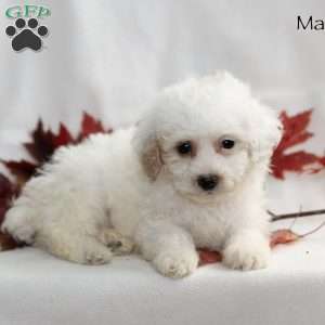 Mason, Miniature Poodle Puppy