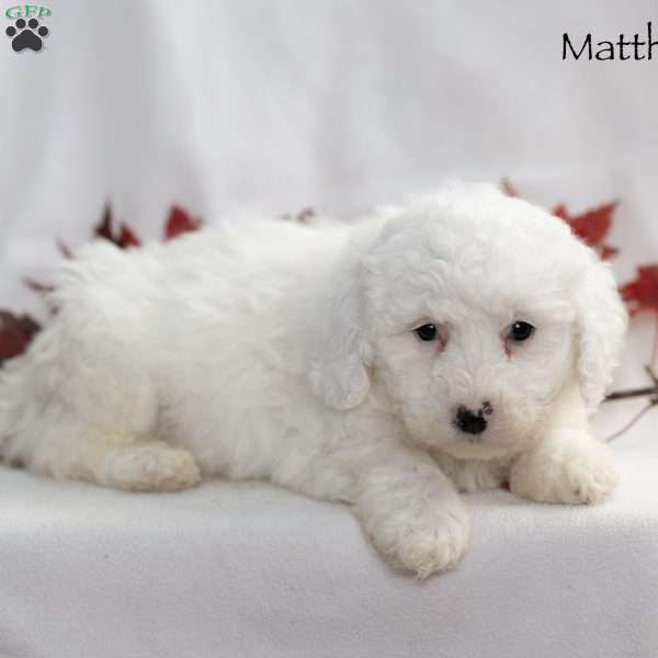 Matthew, Miniature Poodle Puppy