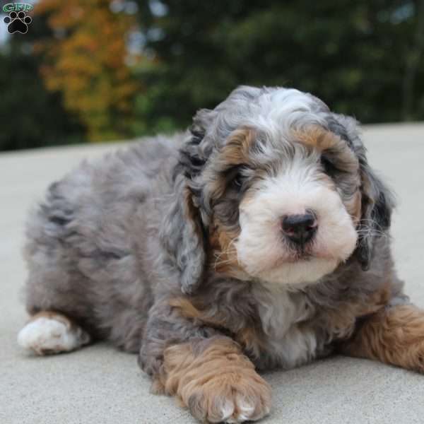 Tyler, Mini Bernedoodle Puppy