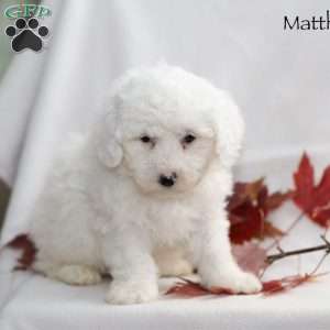 Matthew, Miniature Poodle Puppy