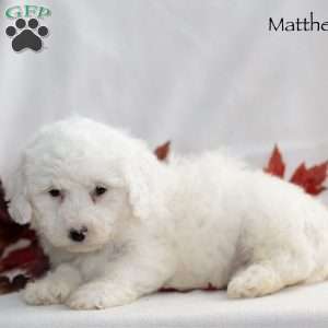 Matthew, Miniature Poodle Puppy