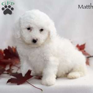 Matthew, Miniature Poodle Puppy