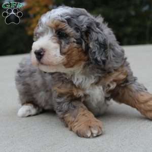 Tyler, Mini Bernedoodle Puppy