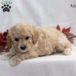 Max, Miniature Poodle Puppy