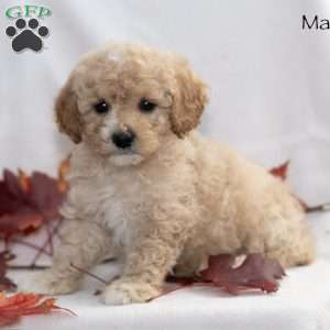 Max, Miniature Poodle Puppy