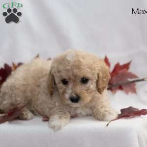 Max, Miniature Poodle Puppy