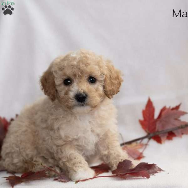 Max, Miniature Poodle Puppy