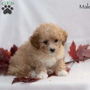 Maleah, Miniature Poodle Puppy