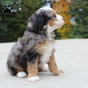 Rodger, Mini Bernedoodle Puppy