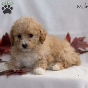 Maleah, Miniature Poodle Puppy