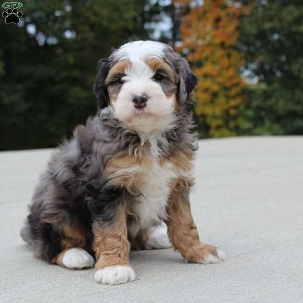 Rodger, Mini Bernedoodle Puppy