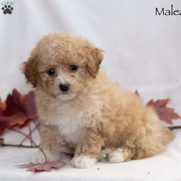 Maleah, Miniature Poodle Puppy