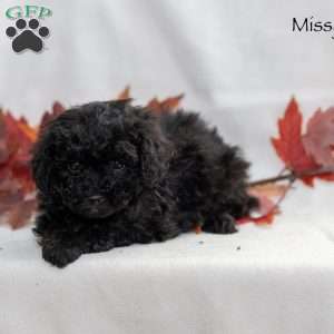 Missy, Miniature Poodle Puppy