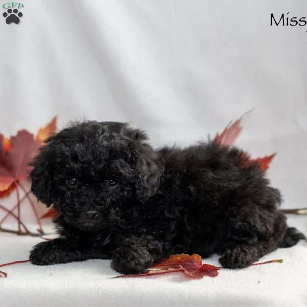 Missy, Miniature Poodle Puppy