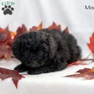 Missy, Miniature Poodle Puppy