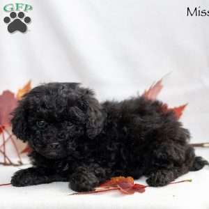 Missy, Miniature Poodle Puppy