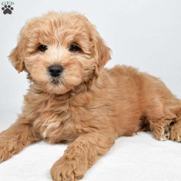 Louie, Mini Goldendoodle Puppy