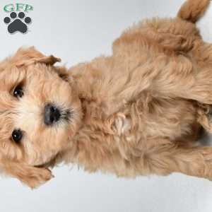 Louie, Mini Goldendoodle Puppy