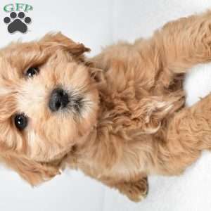 Louie, Mini Goldendoodle Puppy