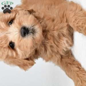 Louie, Mini Goldendoodle Puppy