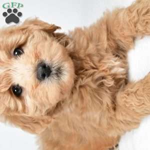 Louie, Mini Goldendoodle Puppy