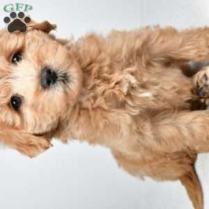 Louie, Mini Goldendoodle Puppy