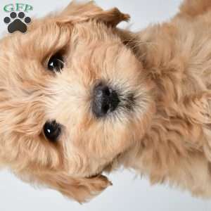 Louie, Mini Goldendoodle Puppy