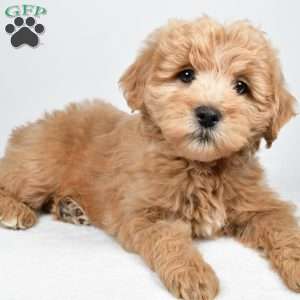 Louie, Mini Goldendoodle Puppy