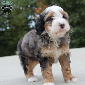 Rodger, Mini Bernedoodle Puppy