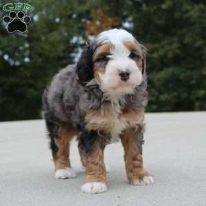 Rodger, Mini Bernedoodle Puppy